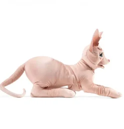 Peluche marionnette chat sphynx