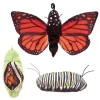 Peluche marionnette Métamorphose du papillon monarque