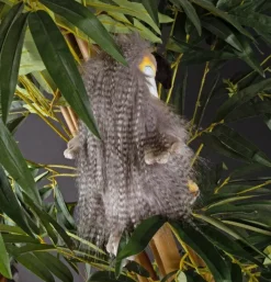 Peluche oiseau
